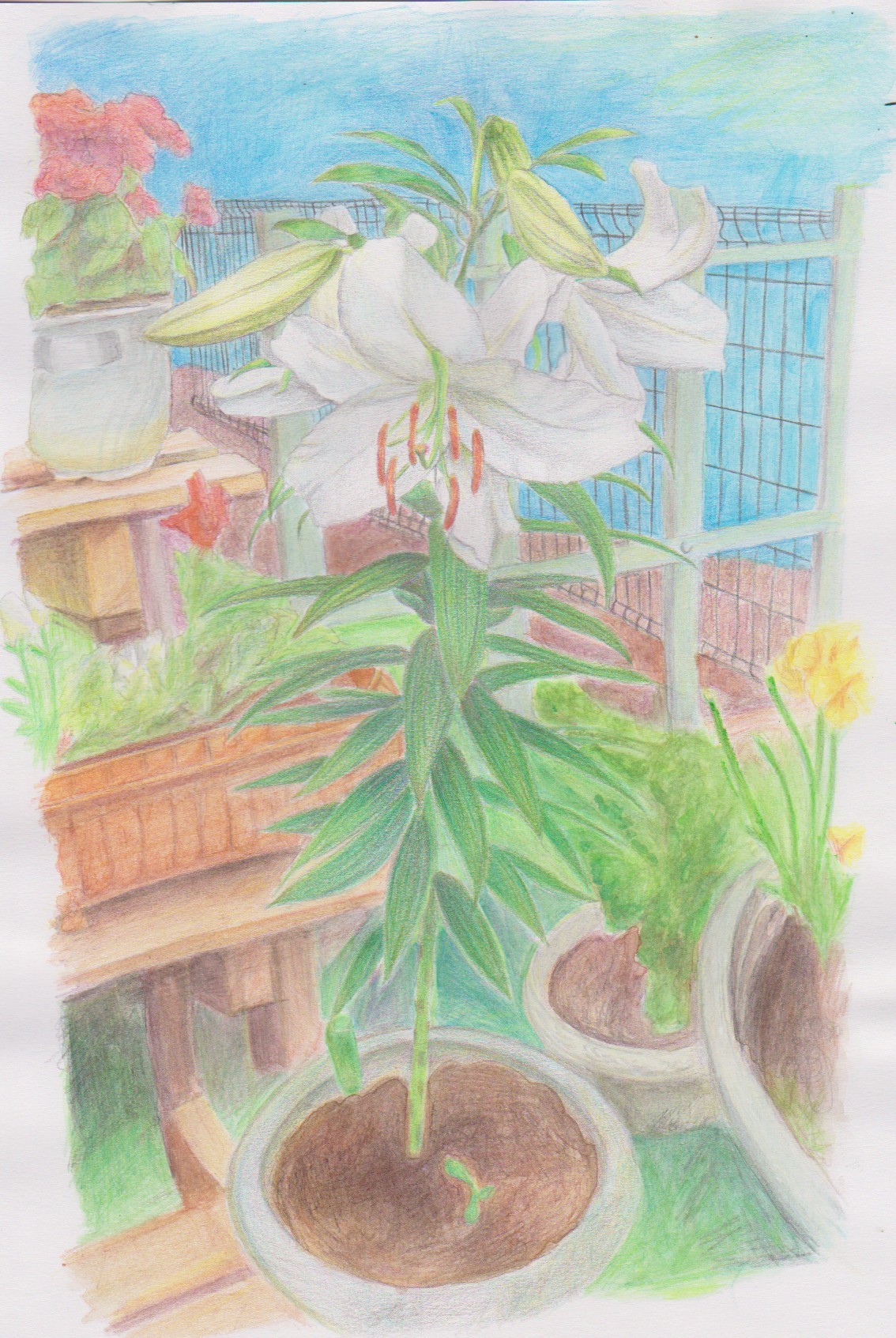 庭に咲くカサブランカ 色鉛筆画 - GENSEKI
